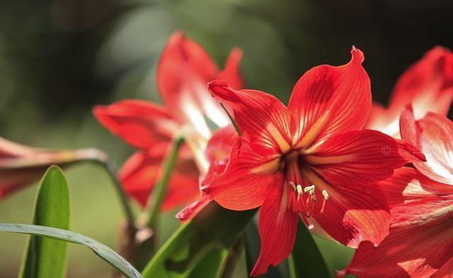 朱顶红开花后怎么处理，朱顶红开花了以后怎么养