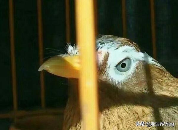 怎样训练画眉鸟斗鸟，画眉斗鸟的训练方法