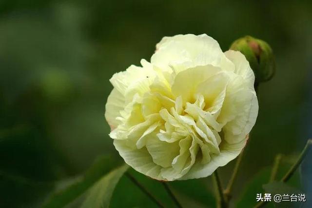 芙蓉国里尽朝晖，芙蓉国里尽朝晖是什么意思（共和国内外交困时期的一首《七绝·屈原》）