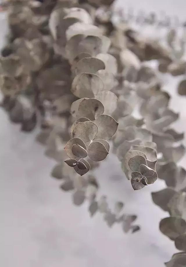 鲜花怎么做成干花，怎么把送的玫瑰花做成干花