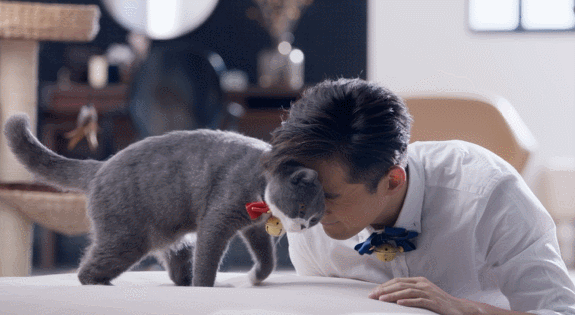 吸猫最正确的方法，现在吸猫一族越来越多