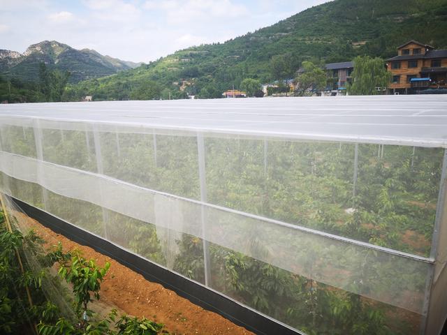 智利种植车厘子的优势，2分钟带你了解智利种植背后的黑科技