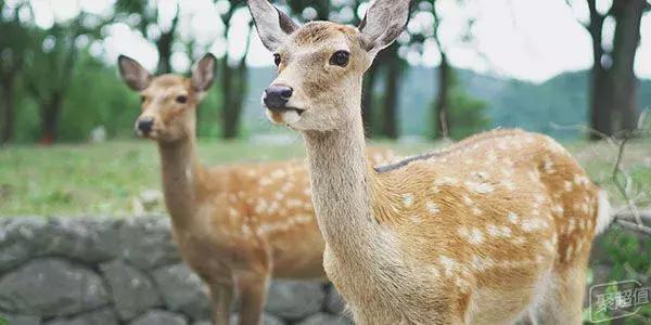 去日本旅游自由行注意事项，日本旅游攻略干货篇