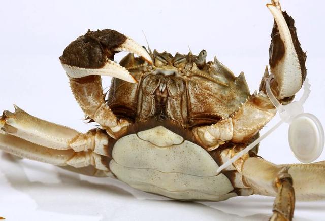 怎样挑选肉蟹质量好，老蟹农支招买蟹记住这5点