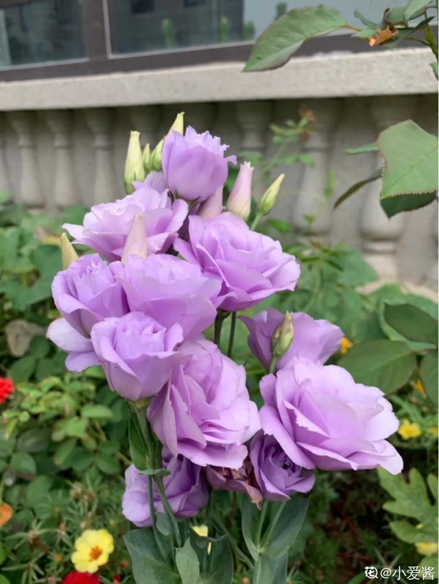 春夏秋冬四季什么花好看，这十种花几乎一年四季都开花