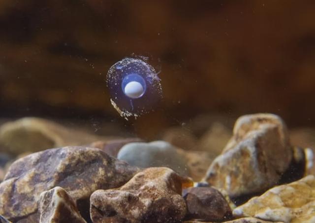 世界上最懒的动物，世界上唯一懒的动物（可7年不吃不喝不运动）