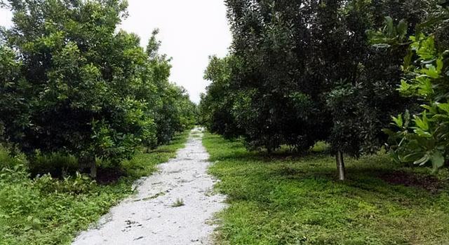 夏威夷果长什么样，原来夏威夷果是长这样的（夏威夷果：“名不副实”的坚果）