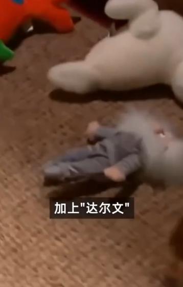 狗智商排名一览表边牧，智力排行第一的边牧、德牧