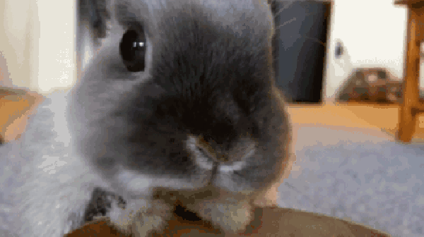 澳洲兔子是怎么泛滥的，看似人畜无害的小兔子