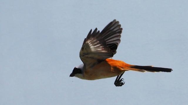 奥林巴斯em1，奥林巴斯em1mark3测评