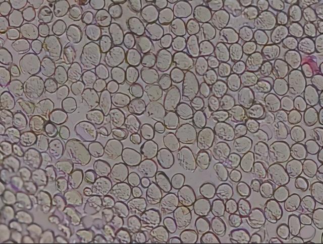 细绒，羽绒是小细绒好还是大绒好