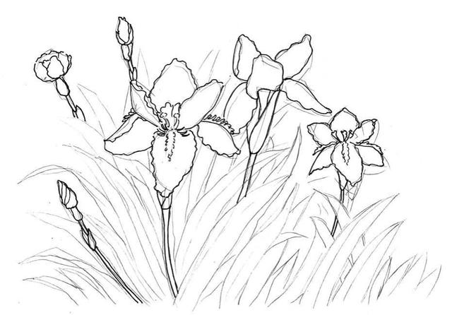 钢笔画入门基本步骤，钢笔画入门步骤详解