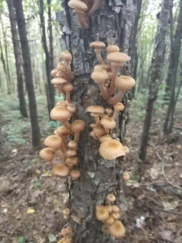 老饭骨三个人来历，小鸡炖蘑菇老饭骨（走红之前，迈出恐惧的一瞬）