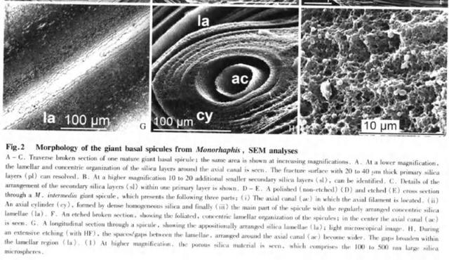 如果这个世界上真的存在硅基生物，科学家推测硅基生命
