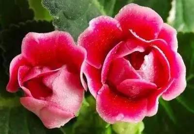 花语代表治愈的花，100种花的花语养养眼