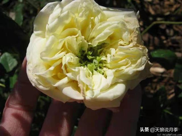 颜值高花期长的月季，七种优秀盆栽月季