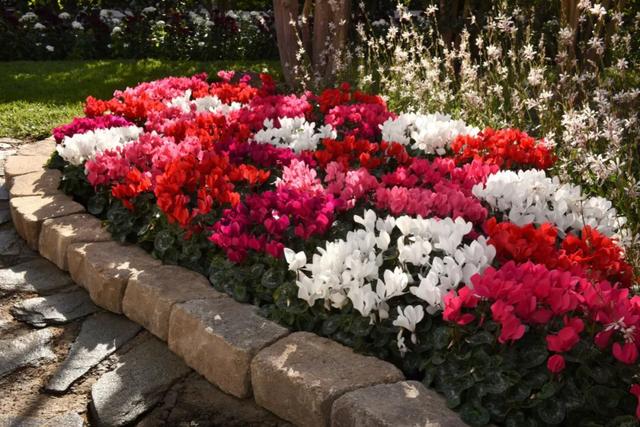 准备好迎接兔精灵，仙客来什么时候开花花期多长时间