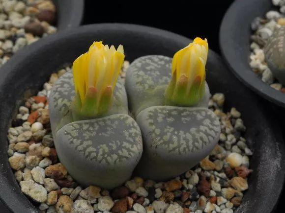 养着省心颜值高又爱长爆盆的多肉，这些多肉大普货