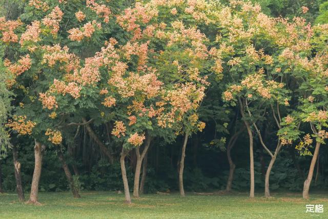 莲花山公园 网红打卡地，莲花山公园又红了