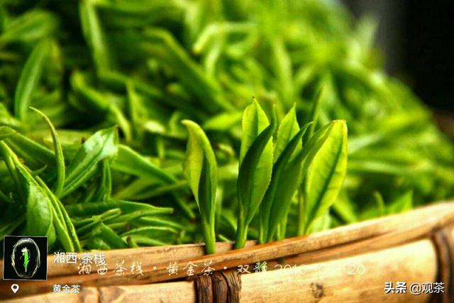 黄金茶的历史渊源，湘西黄金茶到底是什么茶