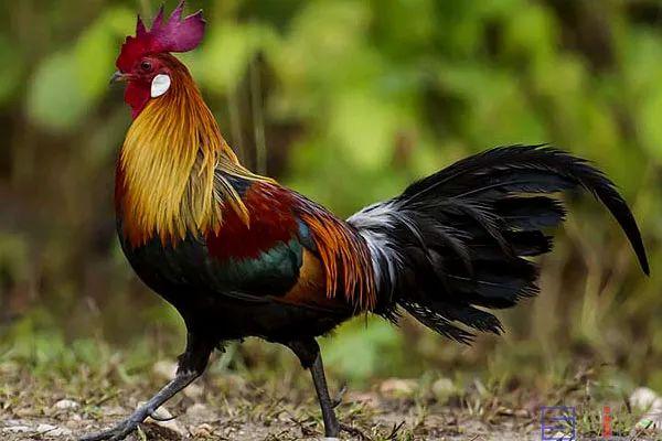 美国国鸟的品种，欧洲各国国鸟大全