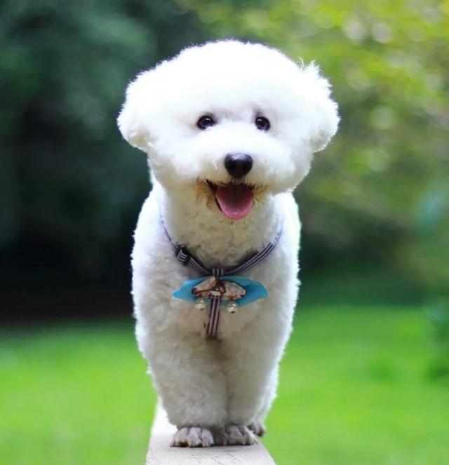 泰迪小时候图片，怎么在小时候区分比熊与泰迪（养猪高手当主人的后果）