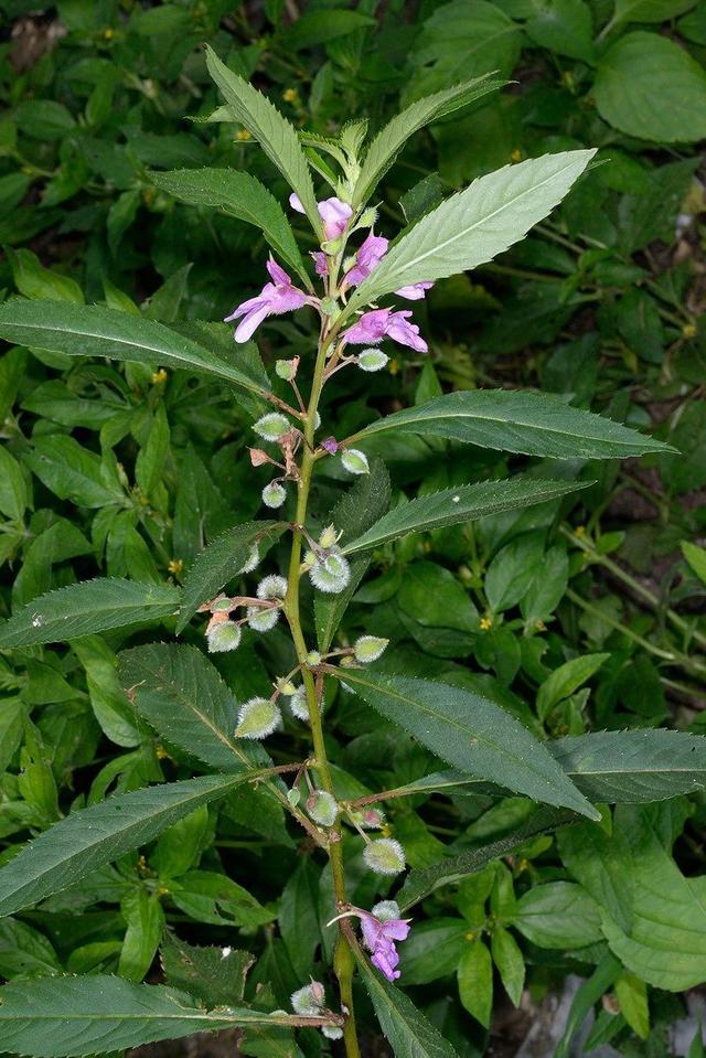 真正的凤仙花的特点，童年记忆里的凤仙花