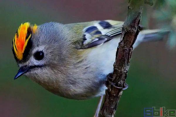 美国国鸟的品种，欧洲各国国鸟大全