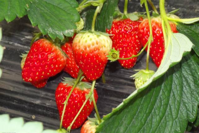 教你在家怎么做草莓酱，教你在家自制草莓酱