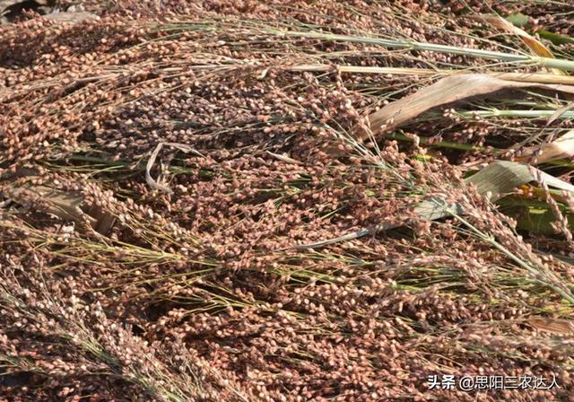 高梁高产栽培技术，高粱怎么种植能高产（高粱高产栽培技术）