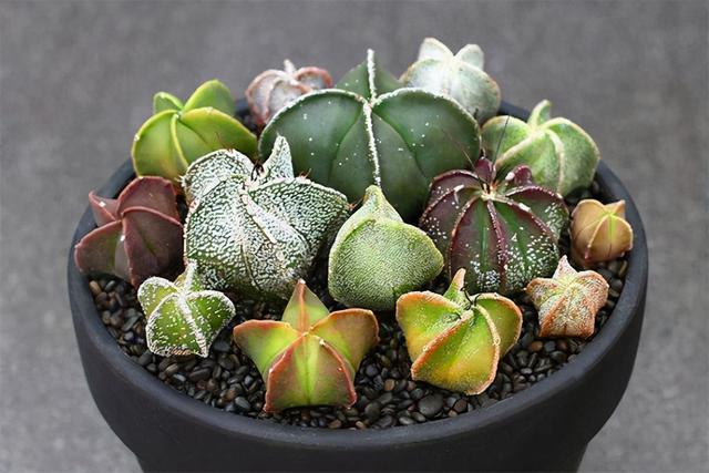 仙人掌开花图片，八种开花勤快的仙人掌植物（40多种罕见的仙人掌开花图）