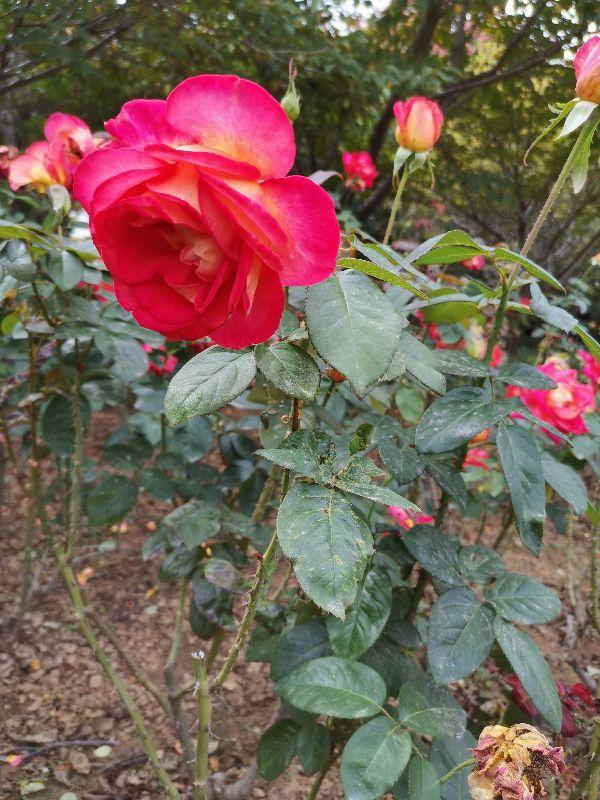 细节打败爱情经典，同样细节也会成就爱情