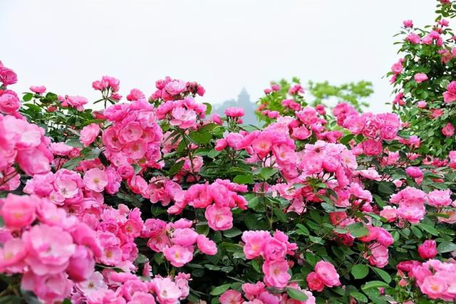 玫瑰与月季的区别，玫瑰和月季的主要区别（一篇文章告诉你它俩之间的差别）