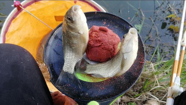 青苔钓鱼方法与技巧，水底青苔多钓鱼总没口