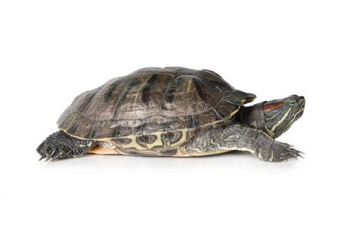 乌龟的饲养方法，小乌龟的正确饲养方法（轻轻松松可以搞定）