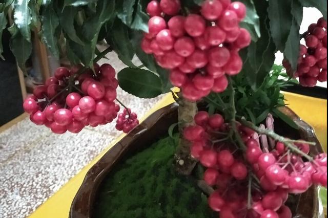 金玉满堂花可以养几年，金玉满堂花怎么养