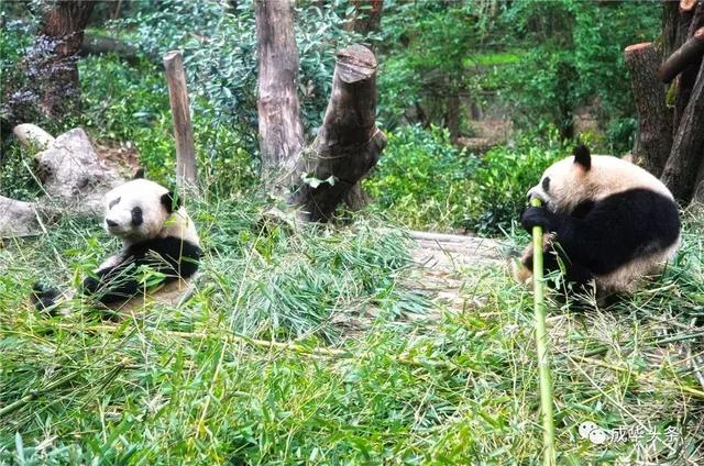 大熊猫太古里，音乐剧《熊猫》将在成都大熊猫繁育研究基地试演