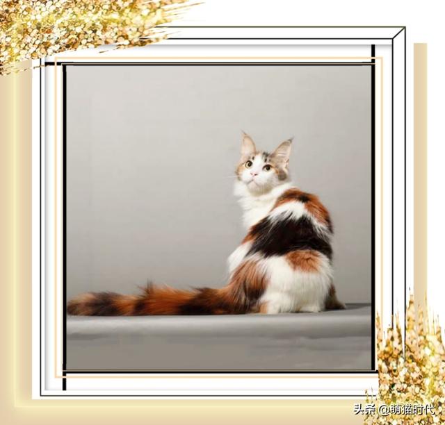 烟色是什么颜色，成年缅因猫的五种稀有颜色