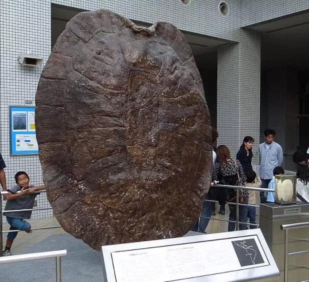 龟壳，龟壳知识大全集