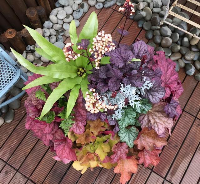 矾根，矾根绿植养护