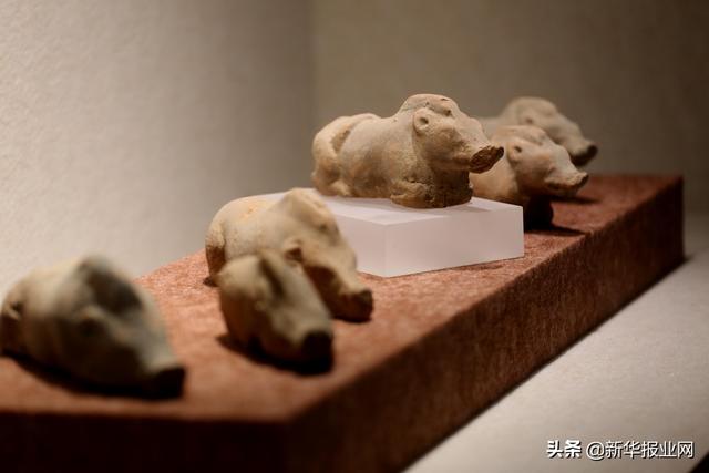肥胖大耳猪(肥头大耳猪)