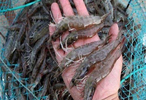 怎么煮虾又干净又好吃，煮虾时直接下锅就