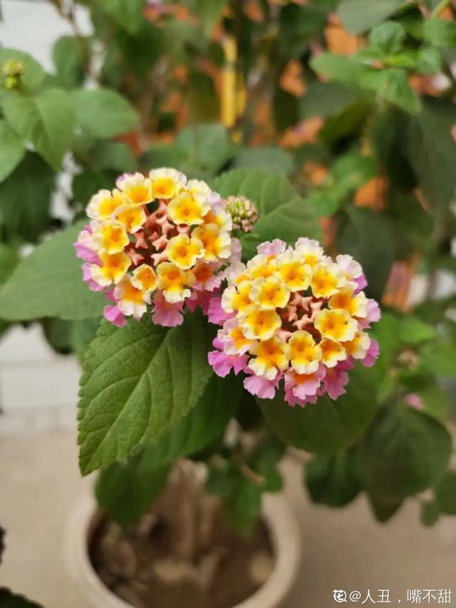 春夏秋冬四季什么花好看，这十种花几乎一年四季都开花