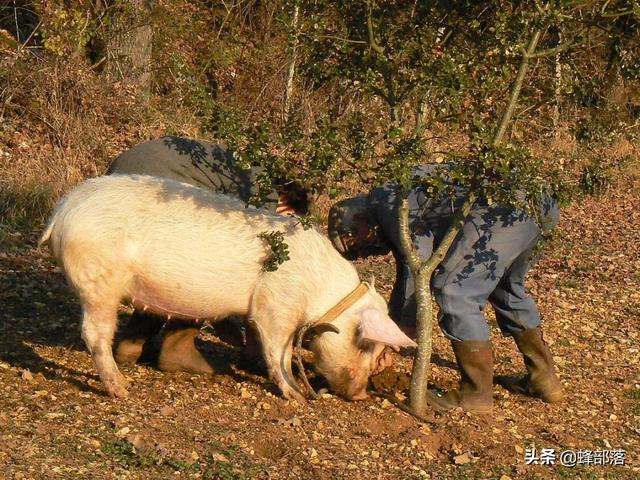 农村常见的食用菌，农村俗称猪拱菌