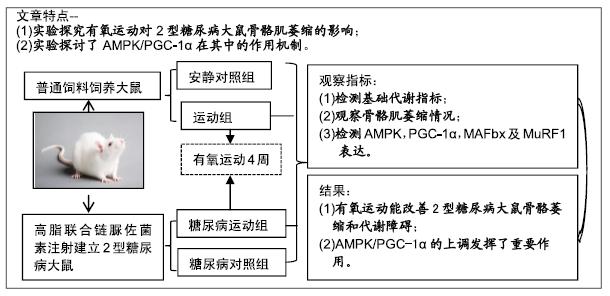 1型糖尿病大鼠模型(1型糖尿病大鼠实验室造模的原理)