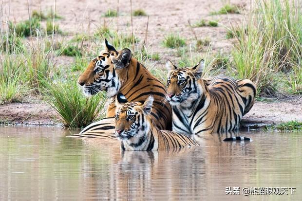 介绍一下老虎百兽之王，百兽之王是老虎还是狮子