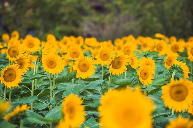 拈花湾攻略必去景点，1600亩拈花湾樱花海