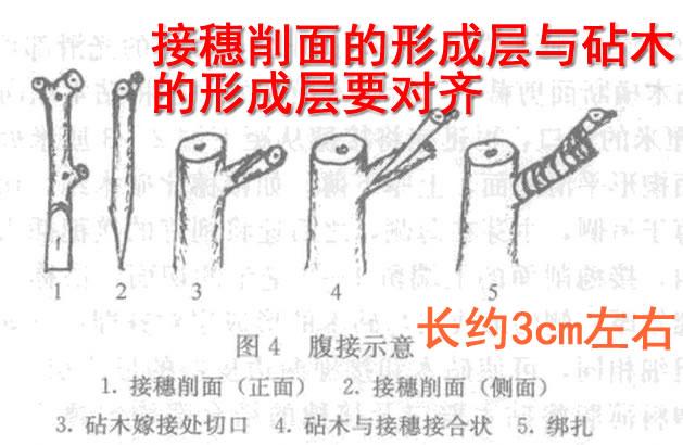 桃树嫁接时间和方法，桃树嫁接时间和梨树嫁接方法（桃树嫁接时间与方法）