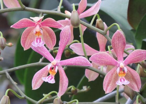 兰花能放在卧室吗，兰花冬天可以放卧室吗（这十种花，卧室不要摆放）