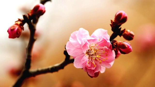 40首田园杂兴诗句，田园古诗集锦